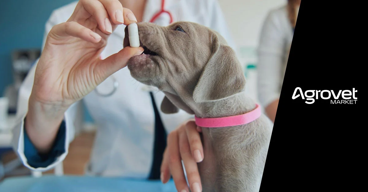 pueden los perros contraer gusanos de la carne cruda