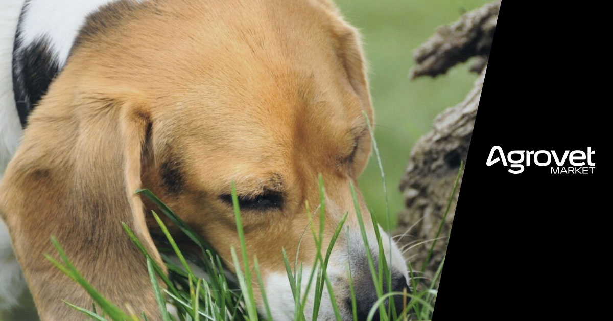 perros descubre la razon de por que comen hierba agrovet