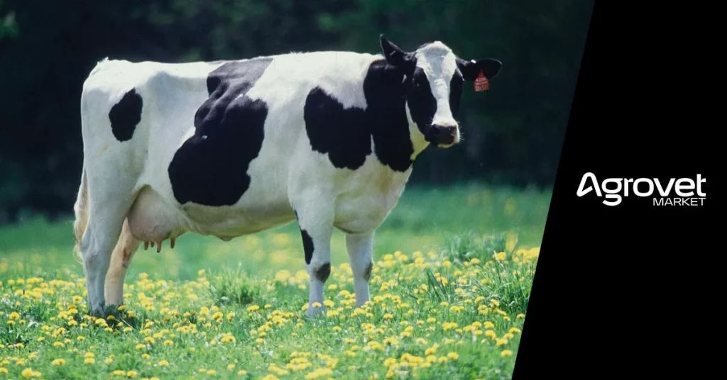 10 pasos para mejorar la producción de las vacas lecheras agrovet