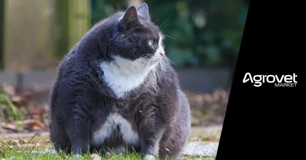 cómo combatir la obesidad en gatos agrovet