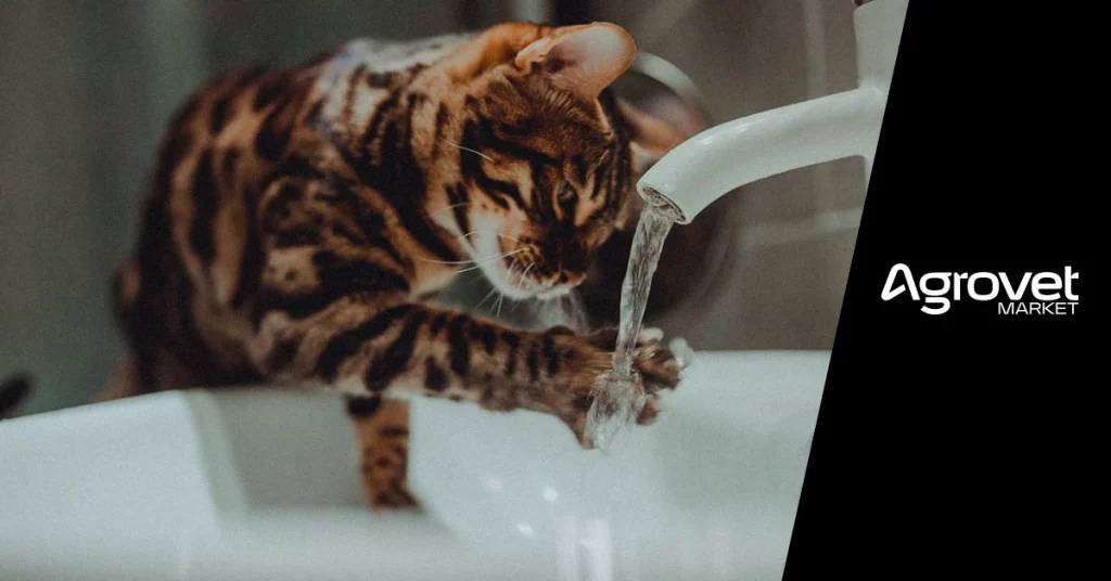 Gatos Cómo mantenerlos hidratados este verano