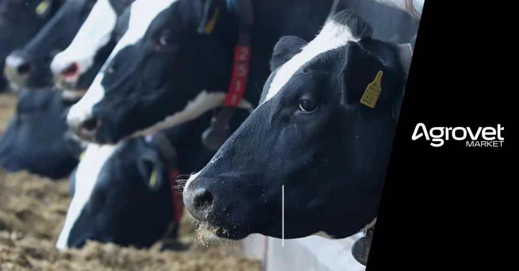 cuál es el impacto de las micotoxinas en ganado bovino