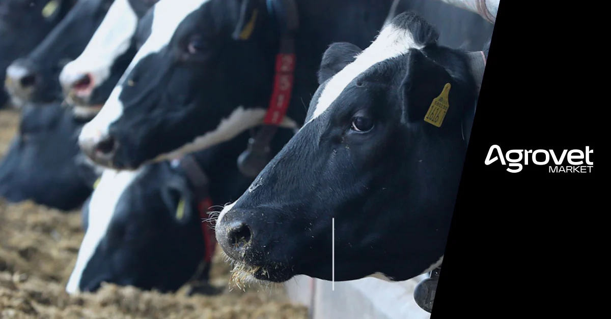 cuál es el impacto de las micotoxinas en ganado bovino