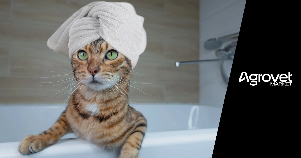 debes bañar a tu gato consejos de limpieza