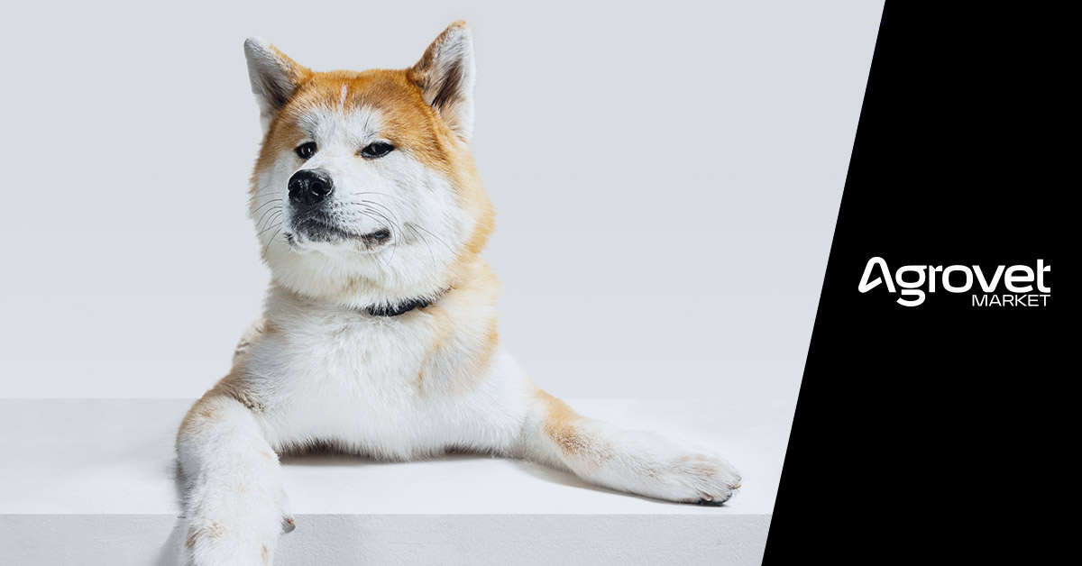 akita inu características cuidados curiosidades