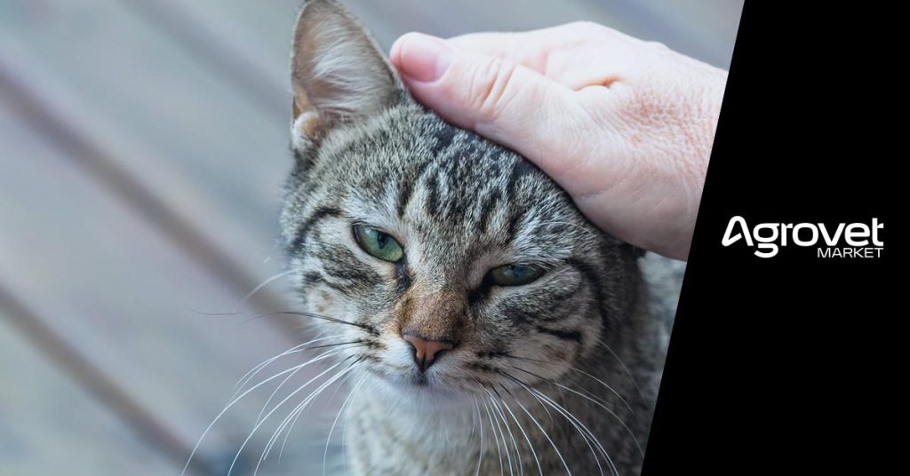 cómo combatir el acné felino