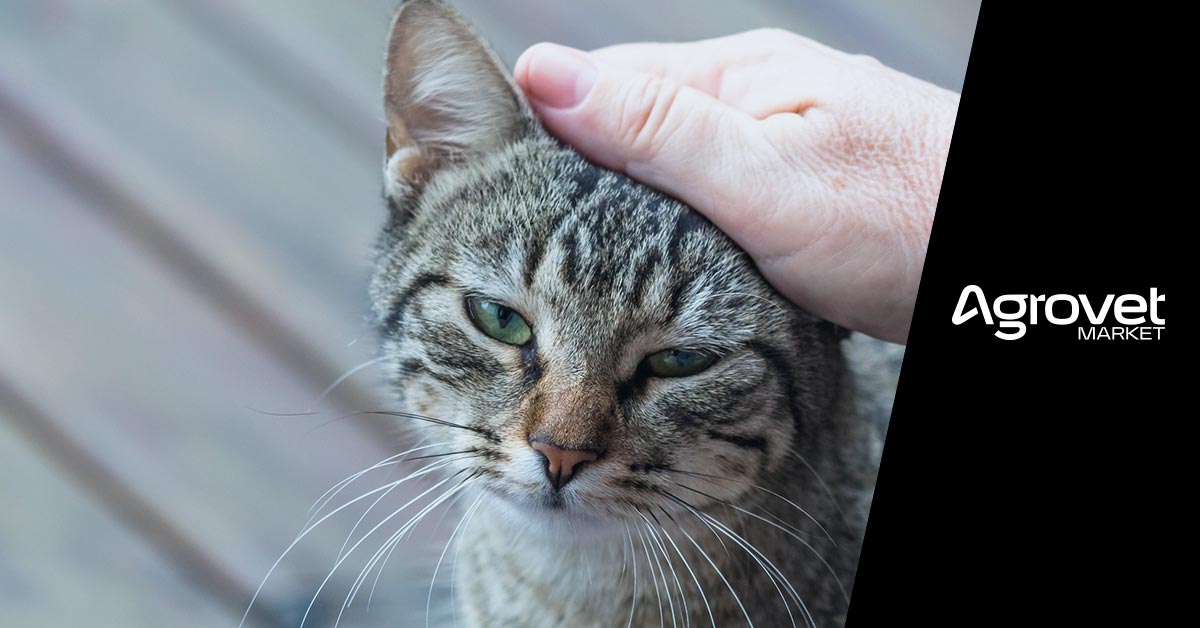 cómo combatir el acné felino