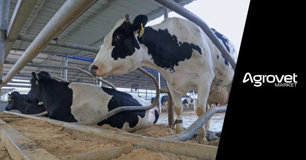 tipos de camas para vacas lecheras