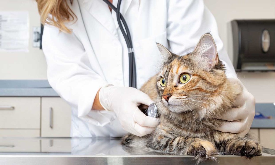 castración de gatos