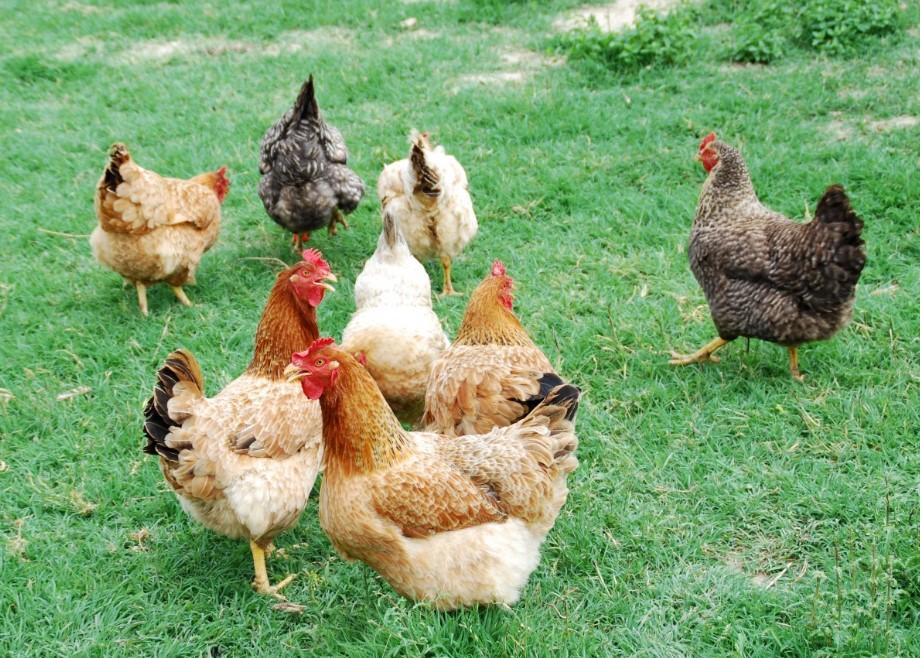 La crianza de gallinas de corral es una práctica que ha ganado popularidad tanto en zonas rurales como urbanas, debido a los diferentes beneficios que ofrecen