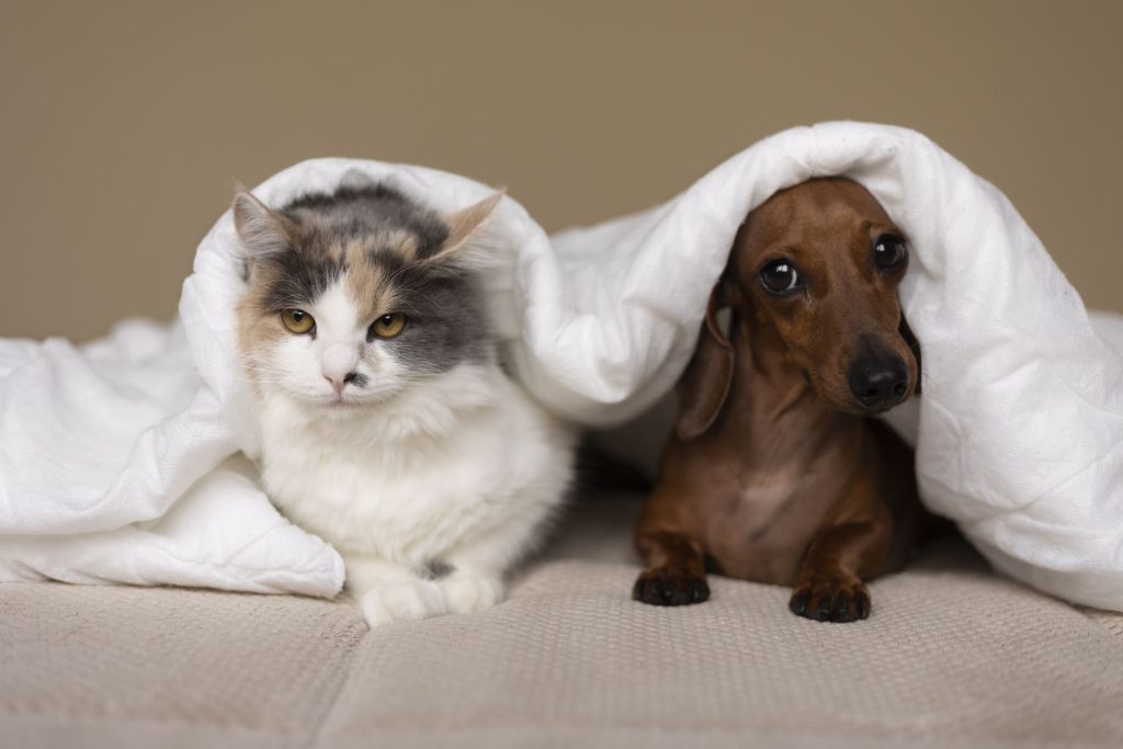 tratamiento para la gastritis en perros y gatos.