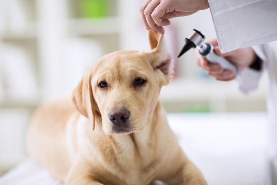 medicamentos veterinarios para controlar la otitis en perros.