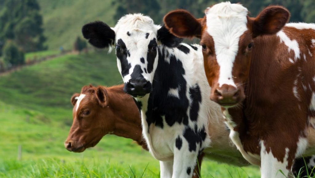 Para satisfacer esta demanda y garantizar la rentabilidad de las explotaciones, es esencial implementar prácticas que mejoren tanto la cantidad como la calidad de la leche producida por las vacas lecheras.