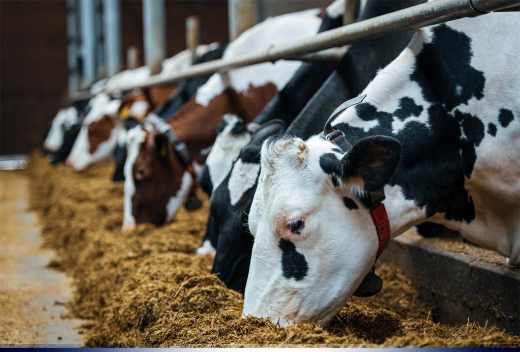 Suplementos nutricionales para vacas.