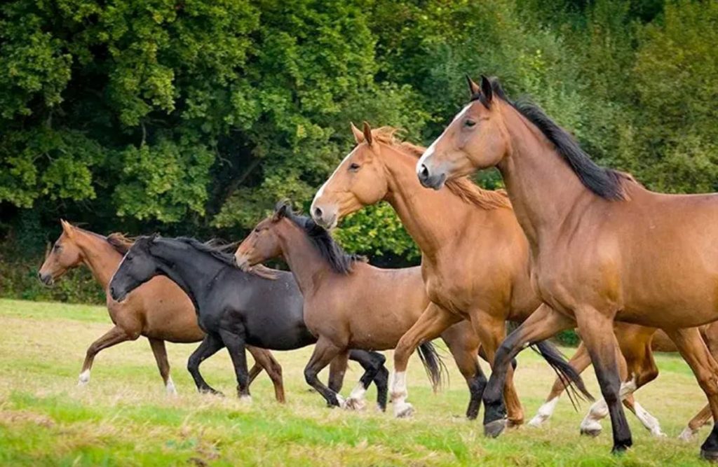 Suplementos para caballos.