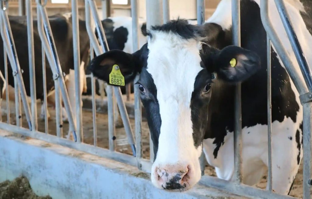 La acidosis ruminal, en sus formas aguda y subaguda (SARA), es una de las enfermedades metabólicas más comunes y costosas en la producción bovina, tanto lechera como de carne.