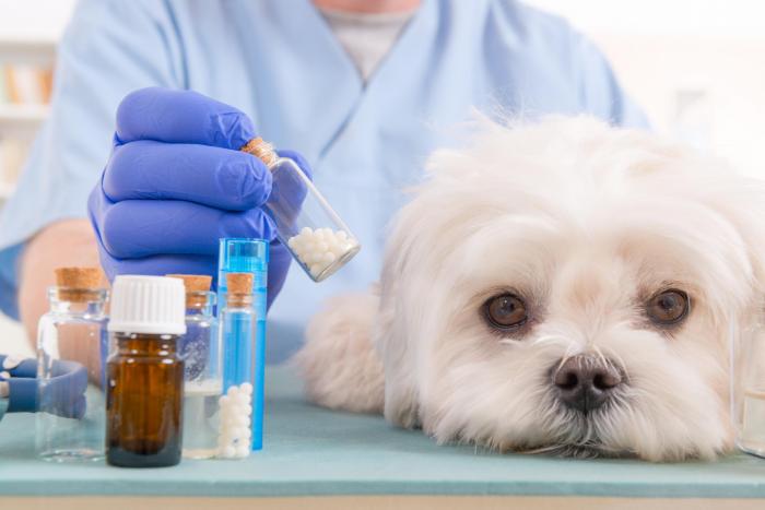 La medicina veterinaria ha experimentado grandes avances en las últimas décadas, y uno de sus pilares fundamentales es la farmacología animal.
