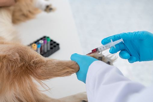 En el sector agropecuario y de animales de compañía, contar con un laboratorio veterinario en Perú que ofrezca servicios completos, precisos y de alta calidad es fundamental para garantizar la salud y el bienestar animal.