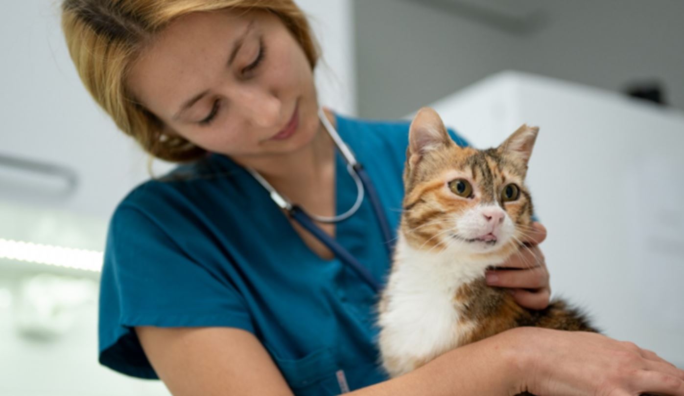 Las soluciones veterinarias innovadoras no solo mejoran la calidad de vida de los animales, sino que también optimizan la labor de los médicos veterinarios y fortalecen la relación con los dueños de mascotas y productores pecuarios.
