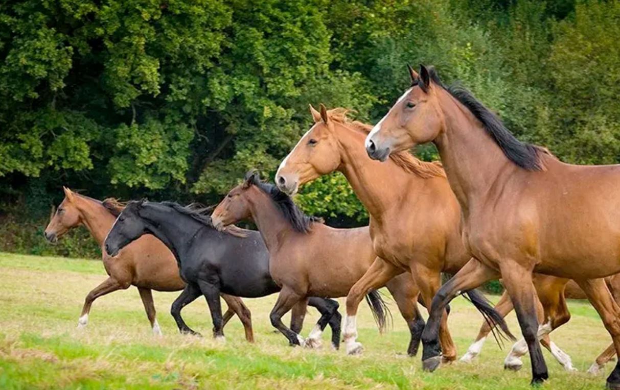 los suplementos para rendimiento equino se han convertido en aliados clave para entrenadores, jinetes y veterinarios.