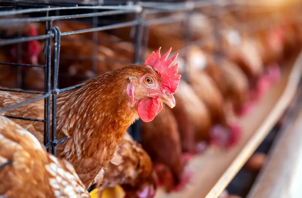 Granja protegiendo a sus aves de la influenza aviar con la aplicación de protocolos que avalan la salud avícola.