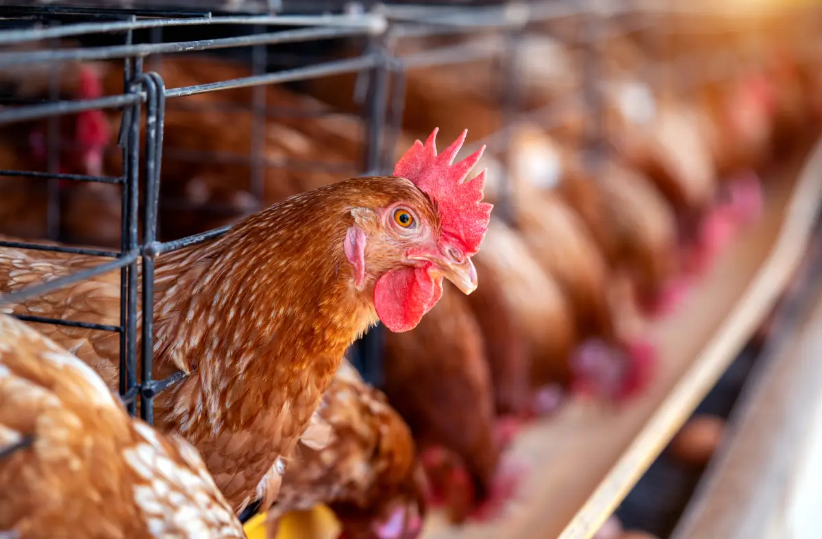 Granja protegiendo a sus aves de la influenza aviar con la aplicación de protocolos que avalan la salud avícola.