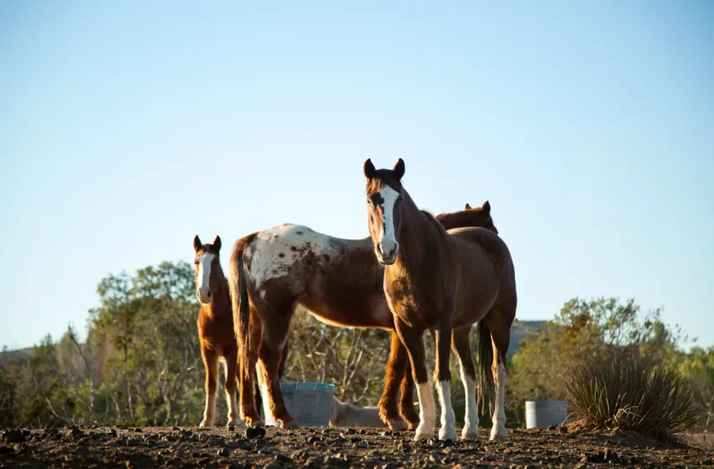 Caballos hidratados en verano gracias a los métodos de la ganadería saludable.