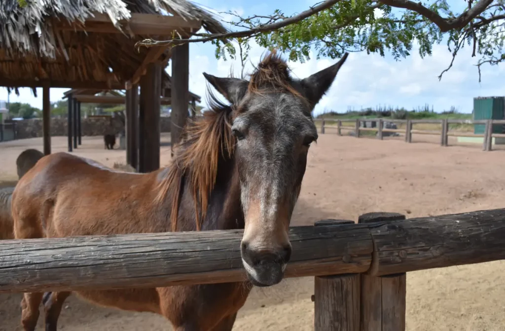 Caballo sano gracias a los medicamentos animales.
