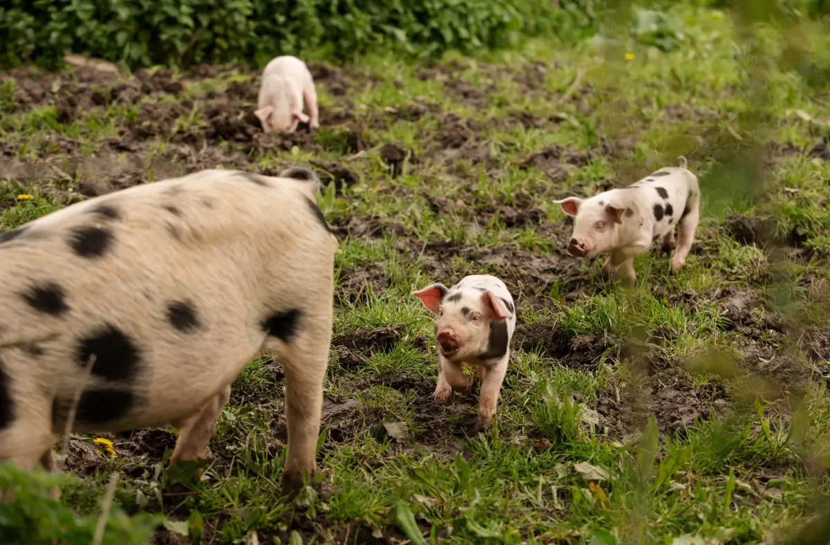 Lechones atendidos con productos porcinos de alta calidad.