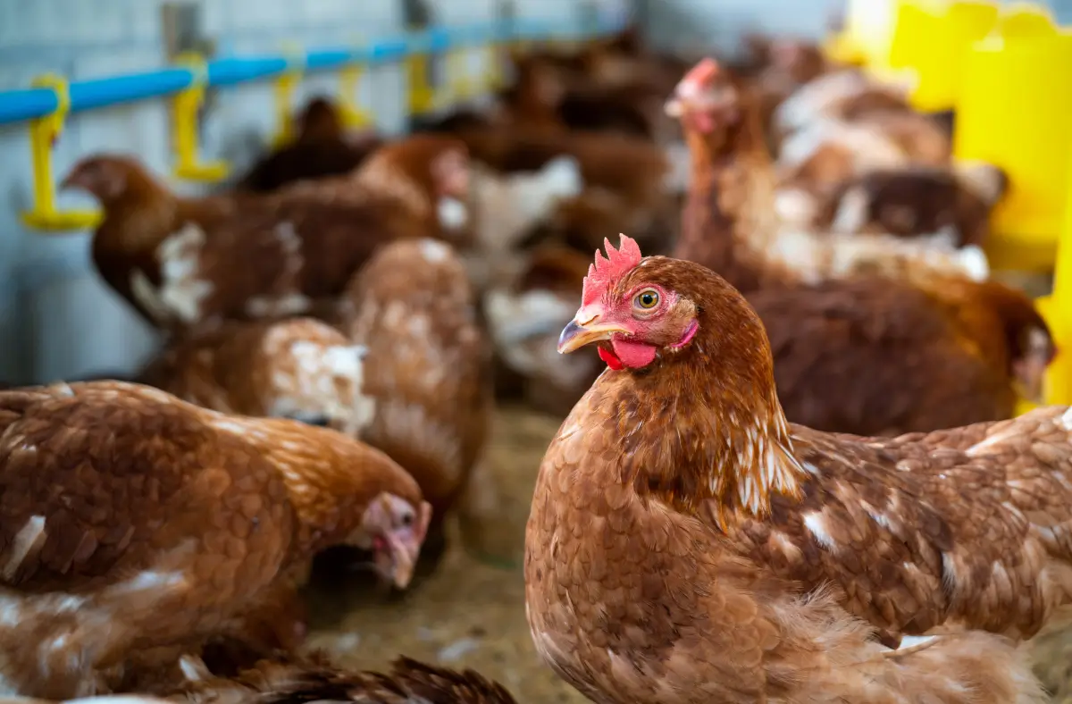 Granja que cuenta con excelentes protocolos para garantizar una salud avícola.