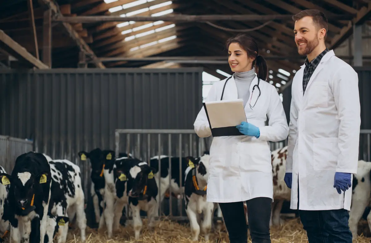 Veterinarios analizando las mejores vitaminas para ganado.