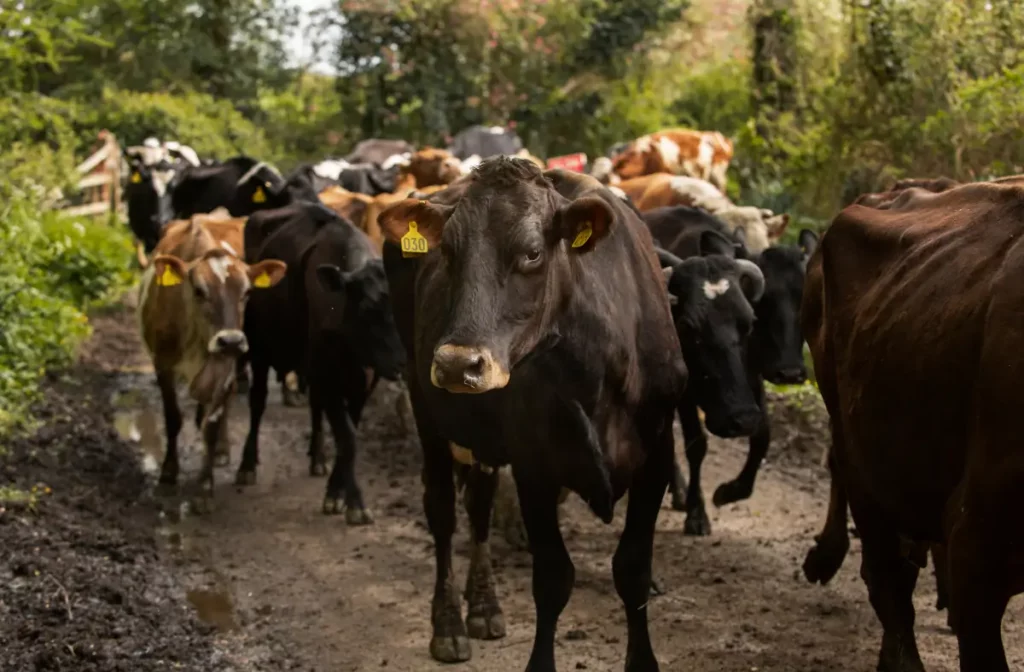 Ganado que cuenta con identificación animal, el cual impacta en su salud bovina.
