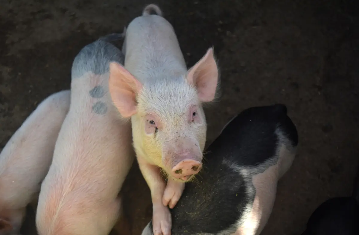 Lechones que cuentan con una excelente salud porcina.