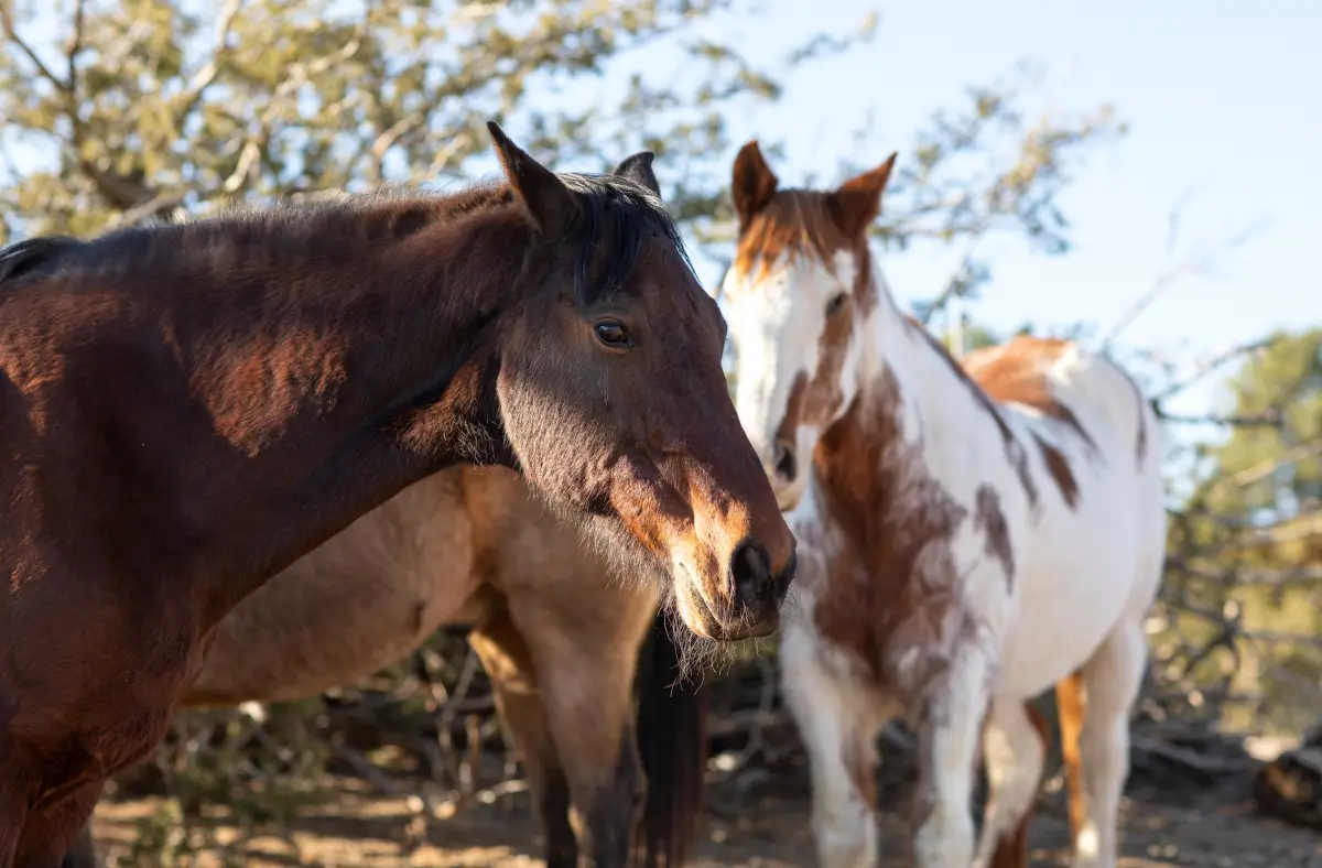 Equinos que cuentan con una excelente cuidado de sanidad animal.