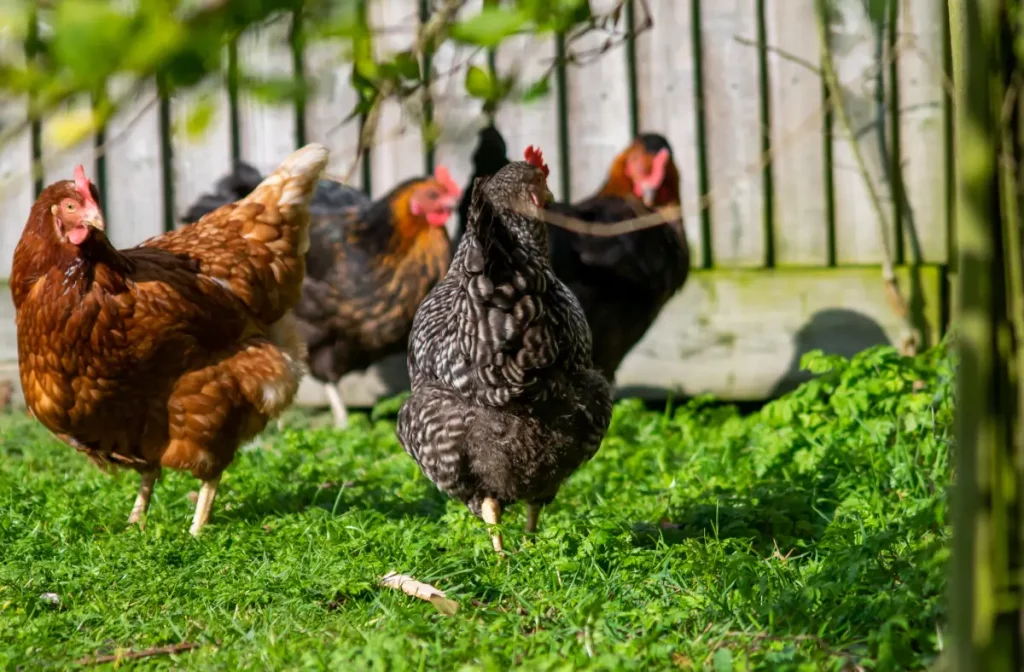 Gallinas sanas gracias a las vitaminas para aves de corral.