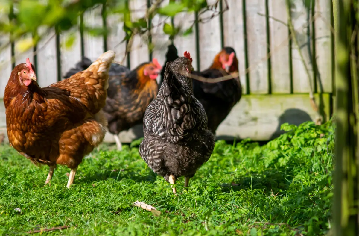 Gallinas sanas gracias a las vitaminas para aves de corral.