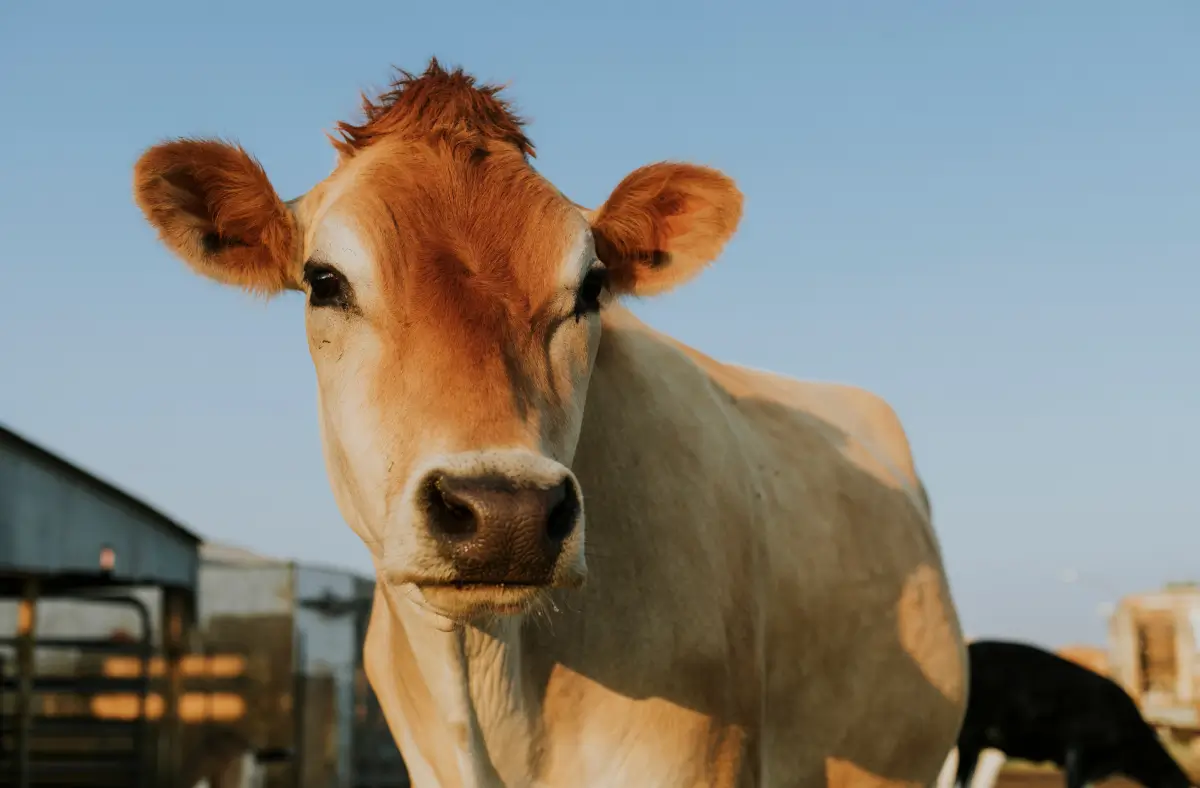 Vaca que cuenta con un correcto control de enfermedades.