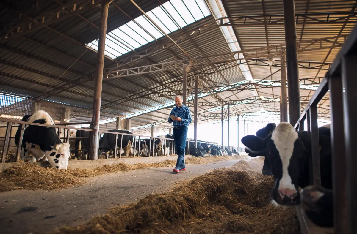 Dueño de granja que usa productos de innovación veterinaria.