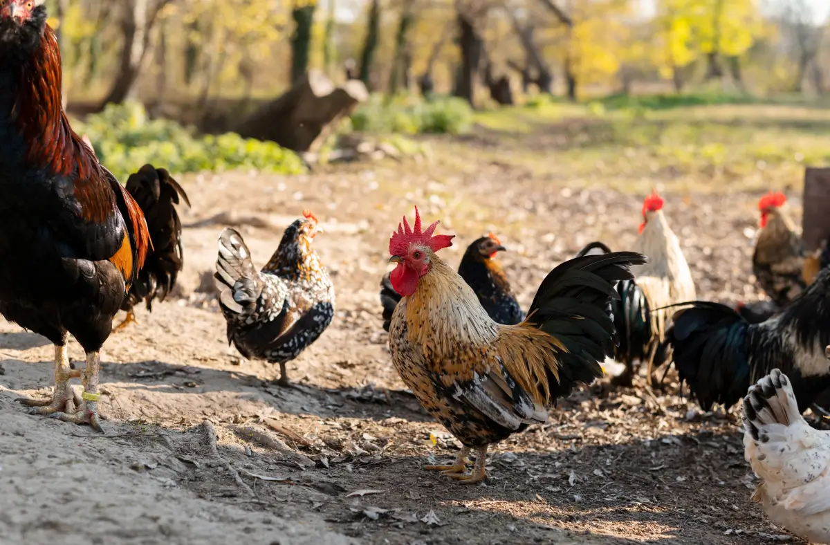 Gallinas de corral que gozan de una buena salud aviar.