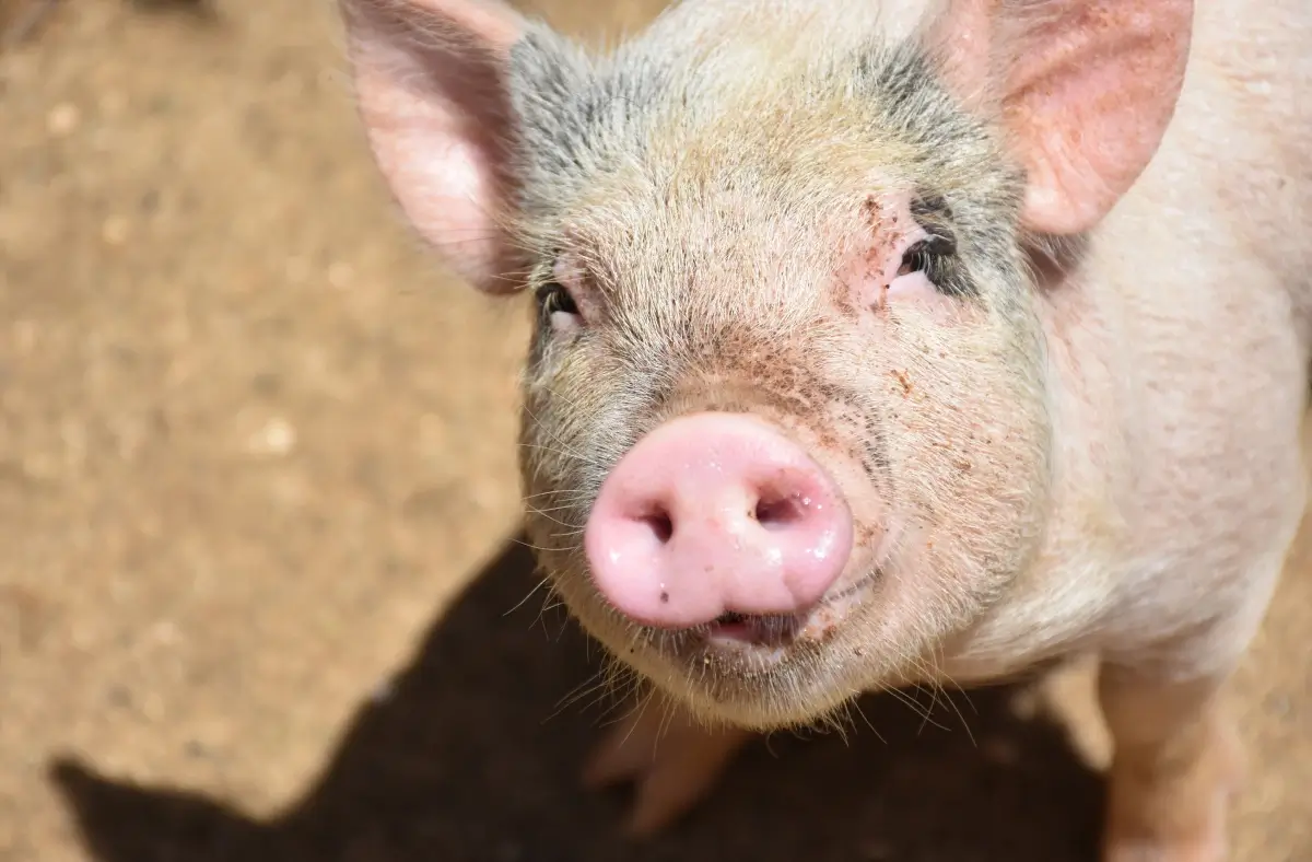 Porcino que cuenta con una excelente nutrición animal.