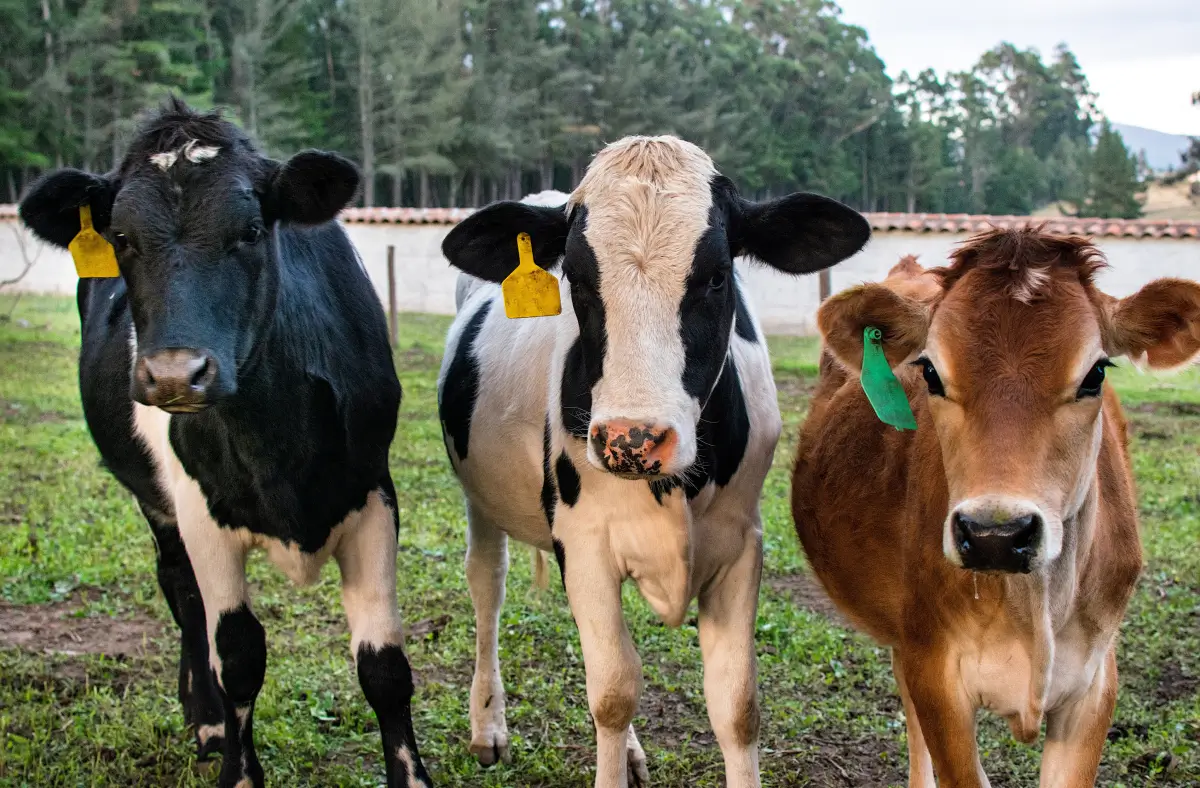 Ganado destinado para producción bovina.