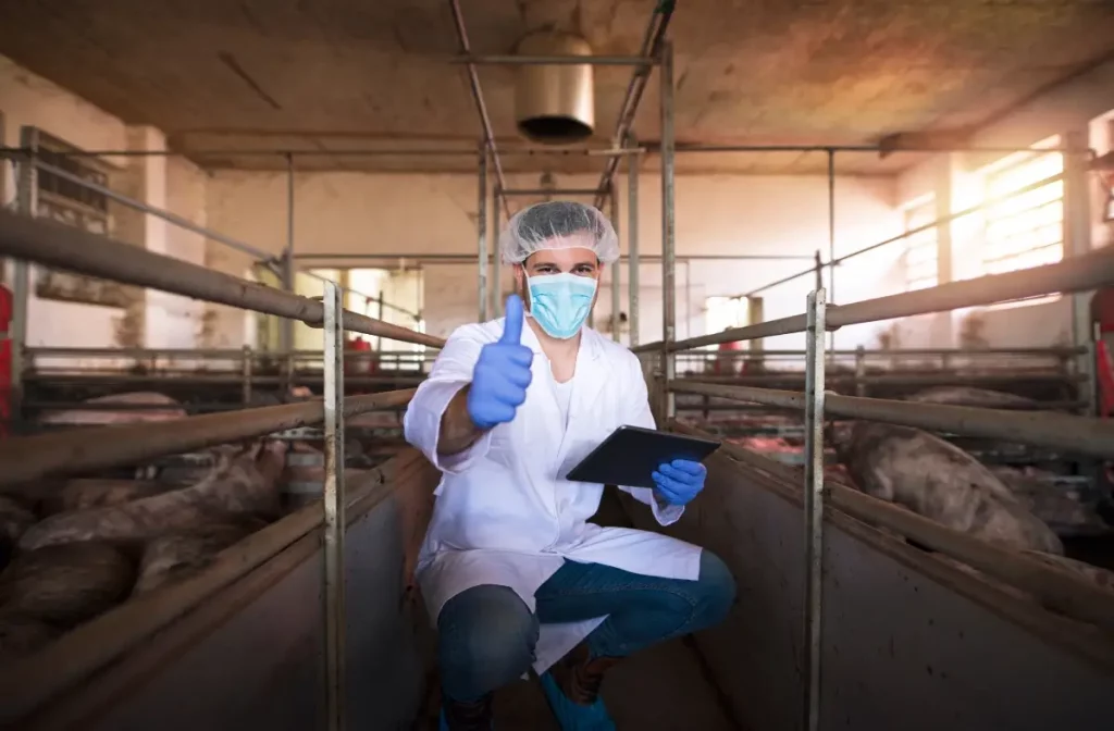 Veterinario realizando un control de infecciones en una granja porcina.